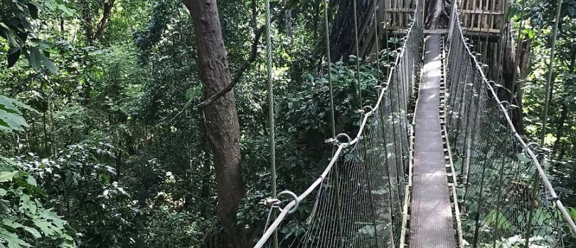 Falealupo Rainforest Preserve
