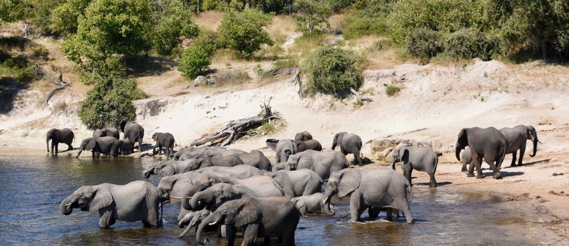 Maun Game Reserve