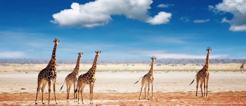 Etosha National Park