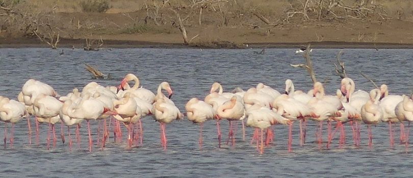 Djoudj National Bird Sanctuary