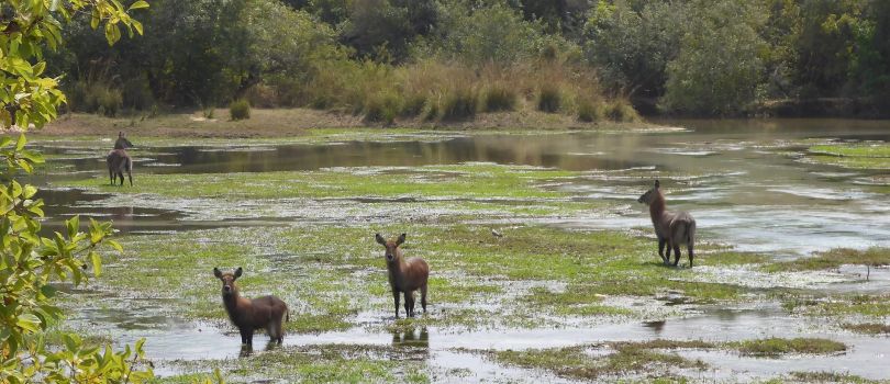 Yankari National Park