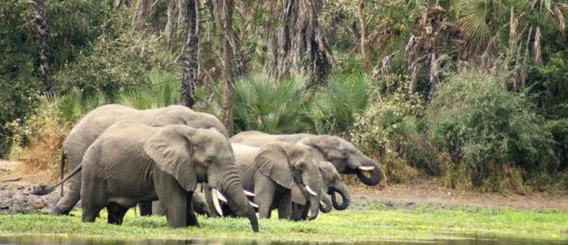 Gorongosa National Park