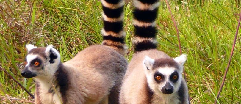 Andasibe-Mantadia National Park