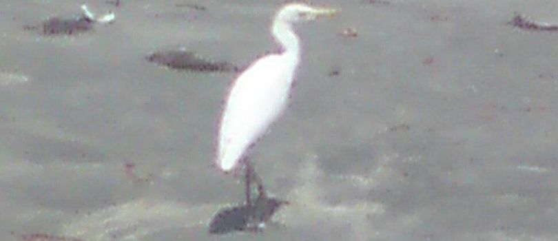 Tanji River (Karinti) Bird Reserve