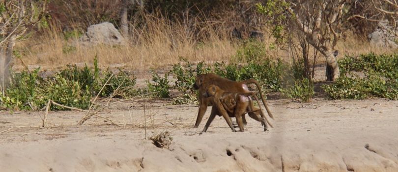 Kiang West National Park