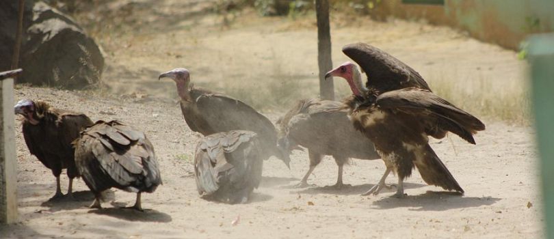 Abuko Nature Reserve