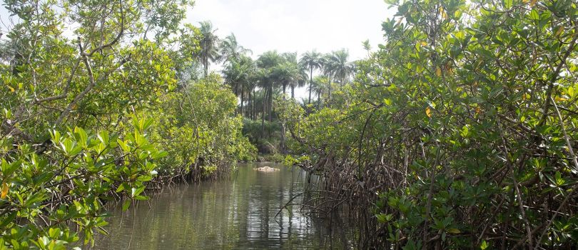 Rio Cacheu Mangroves Natural Park