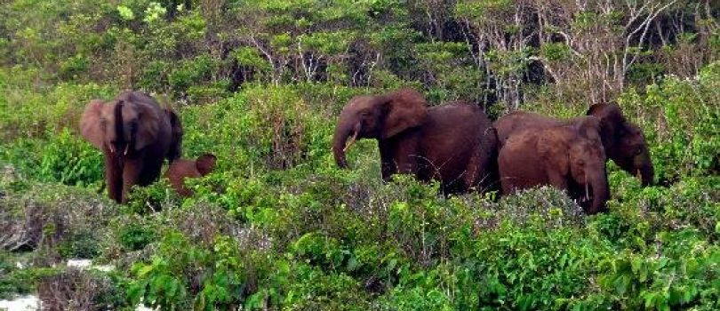 Loango National Park
