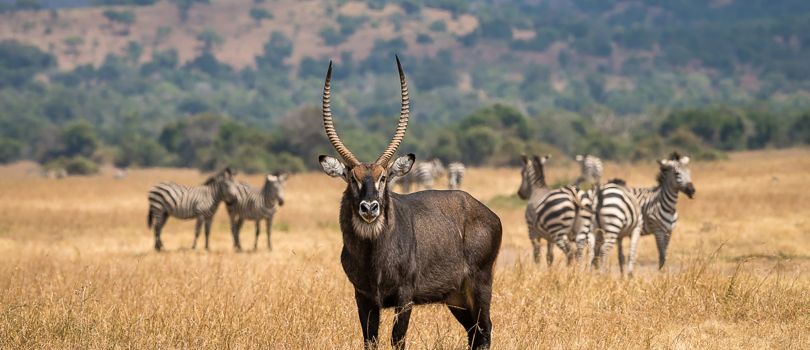 Akagera National Park Rwanda