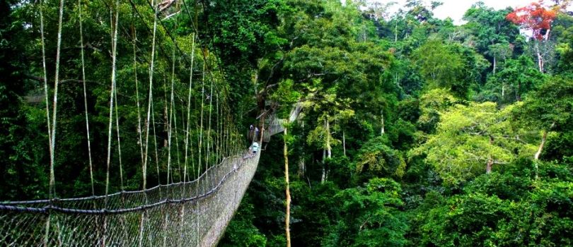 Nyungwe Forest National Park