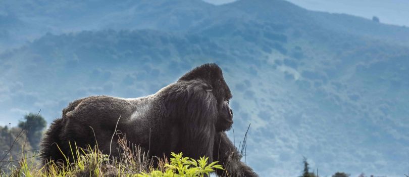 Parc National Des Volcans Rwanda