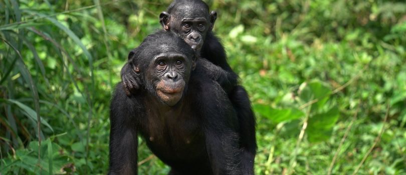 Aac Bonobo Nursery Sanctuary