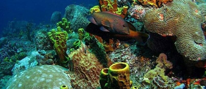 Buccoo Reef (Tobago, Trinidad and Tobago)
