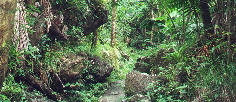 El Yunque Rainforest (Puerto Rico)