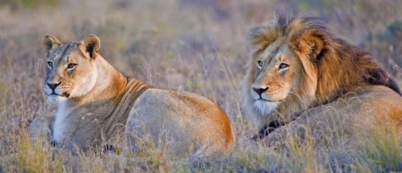 Amakhala Game Reserve