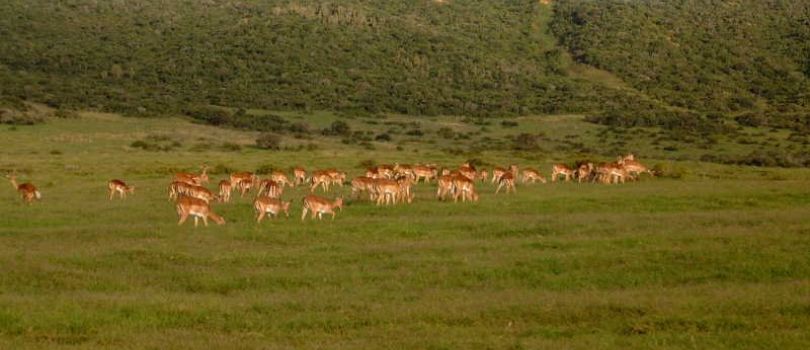 Shamwari Game Reserve