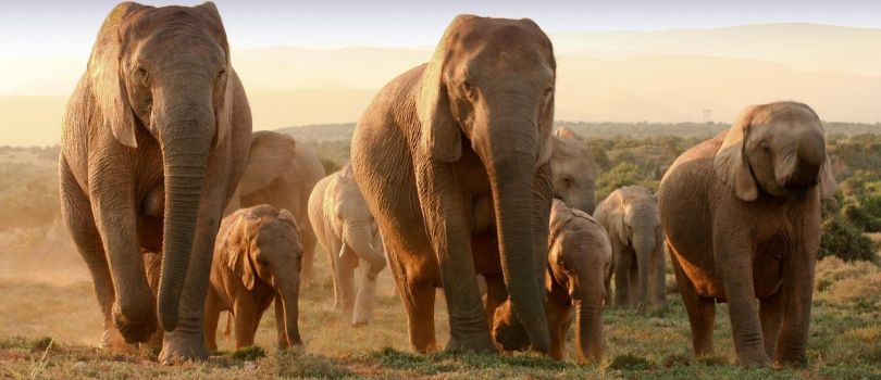 Addo Elephant Park
