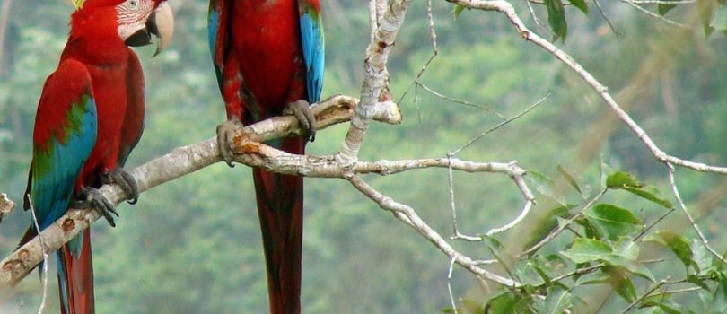 Madidi National Park