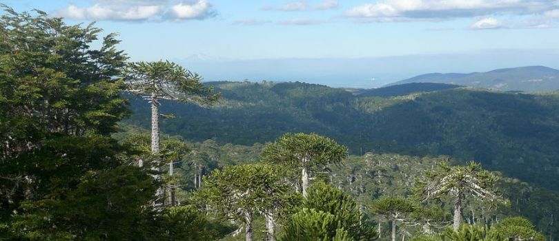 Nahuelbuta National Park