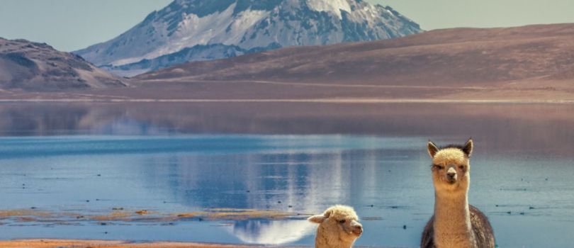 Lauca National Park