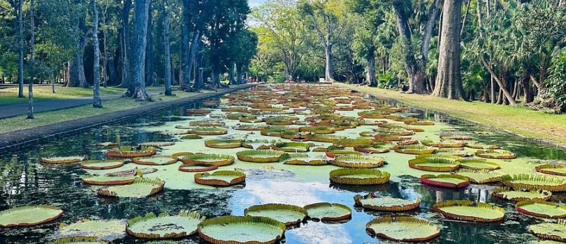 Top Tourist Places To Visit in Pamplemousses
