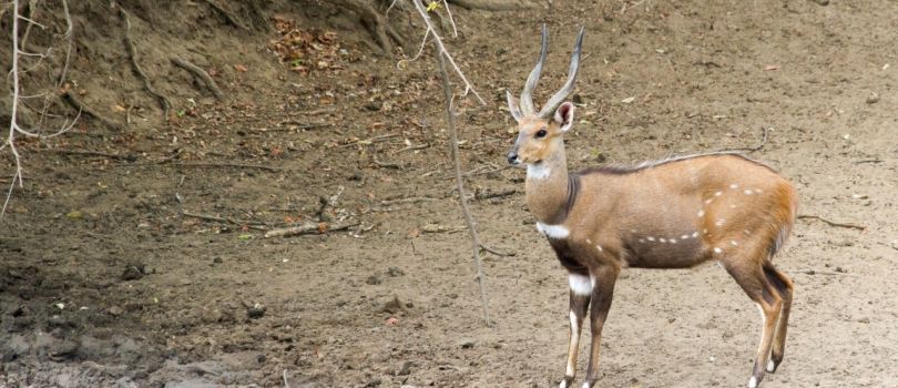 Lengwe National Park
