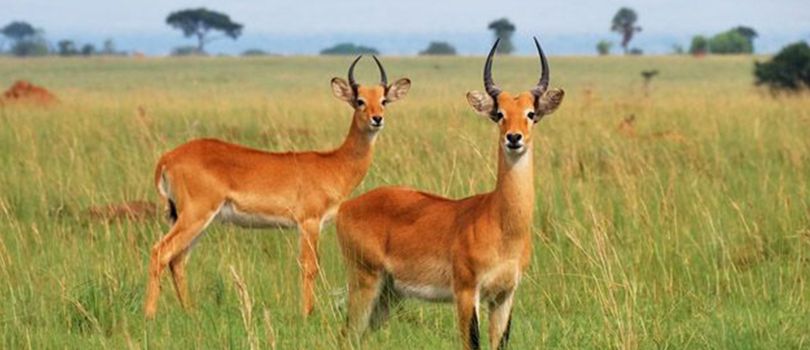 Kasungu National Park