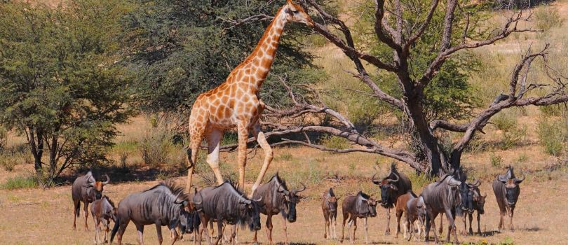Kalahari Gemsbok National Park