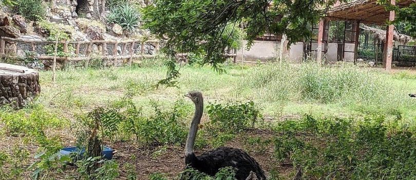 Jaipur Zoo
