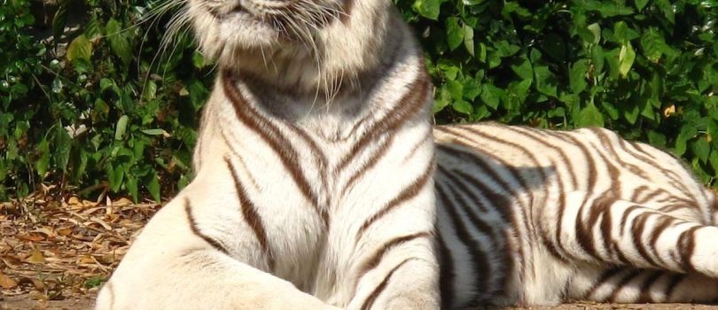 Chiang Mai Zoo