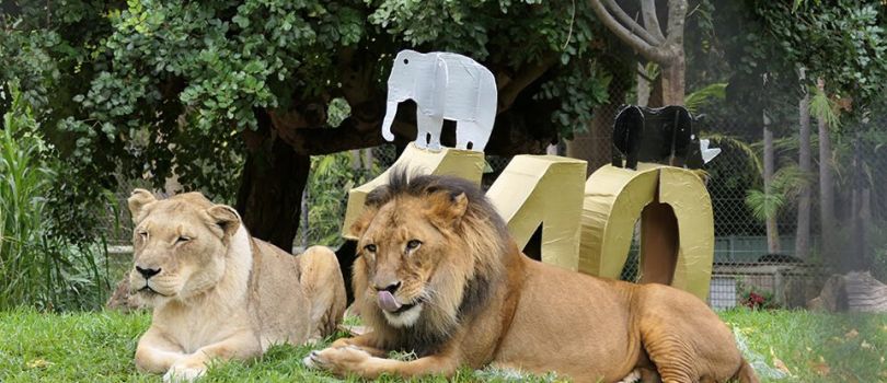 Adelaide Zoo
