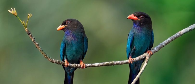 Thattekad Bird Sanctuary