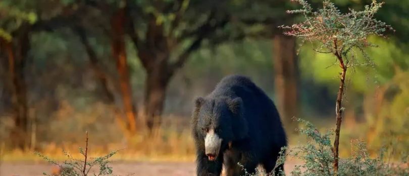 Rajaji National Park