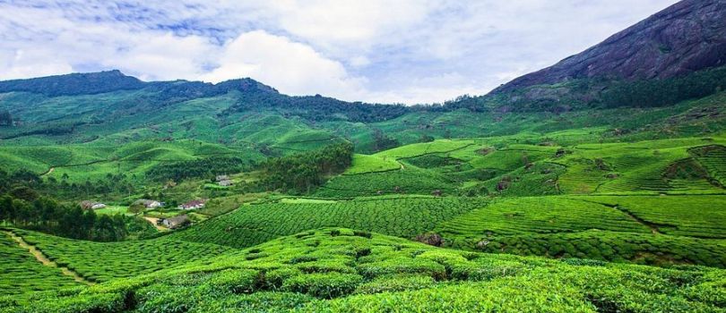 Tea Gardens