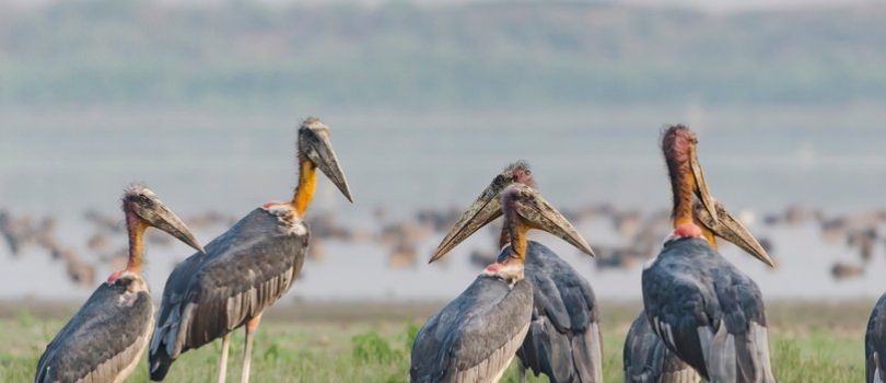 Deepor Beel Bird Sanctuary