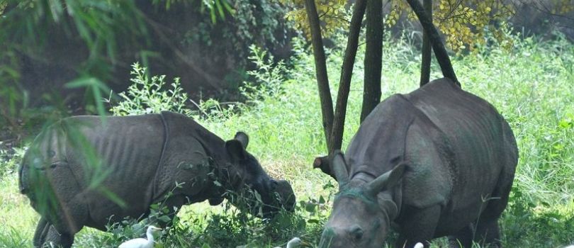 Assam State Zoo cum Botanical Garden