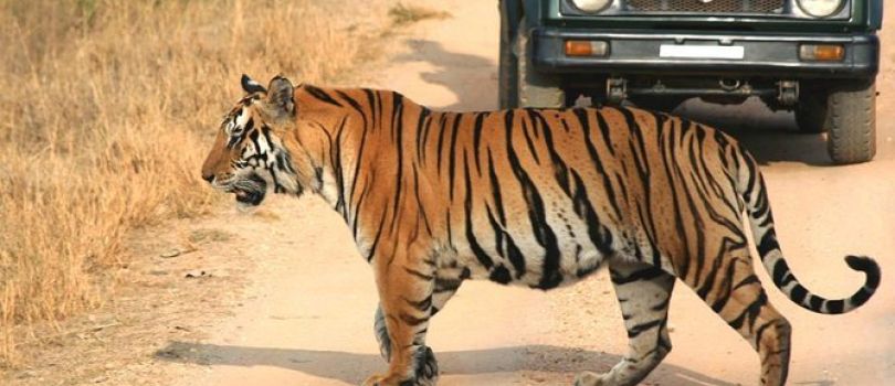 Jungle Safari in Panna National Park