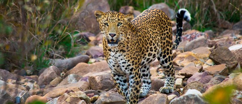 Central India Budget Tour Package with Agra Taj Mahal