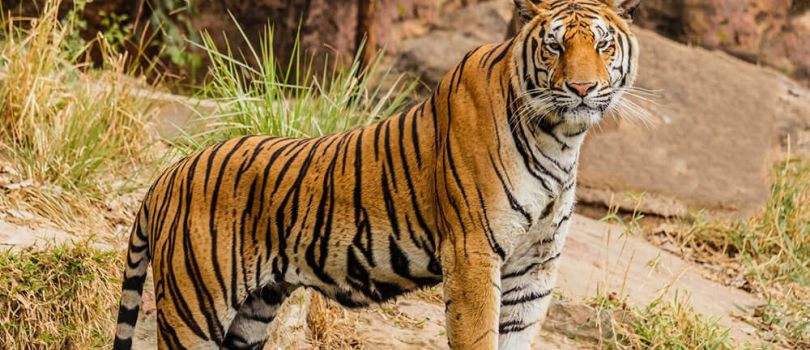 Corbett Tiger Reserve