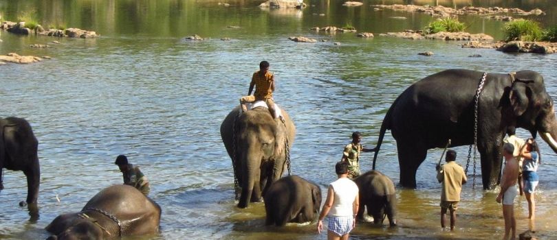 Dubare Elephant Camp