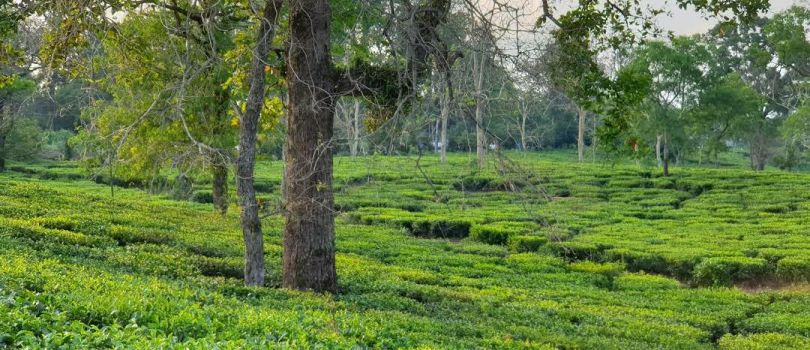 Top Tourist Places To Visit in Bagdogra