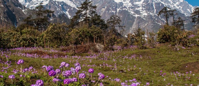 Lachung Valley