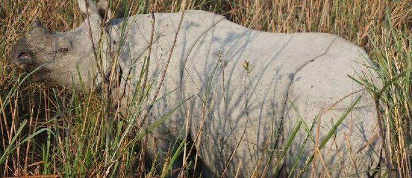 Panbari Reserve Forest