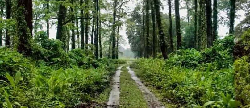 Chilapata Forest