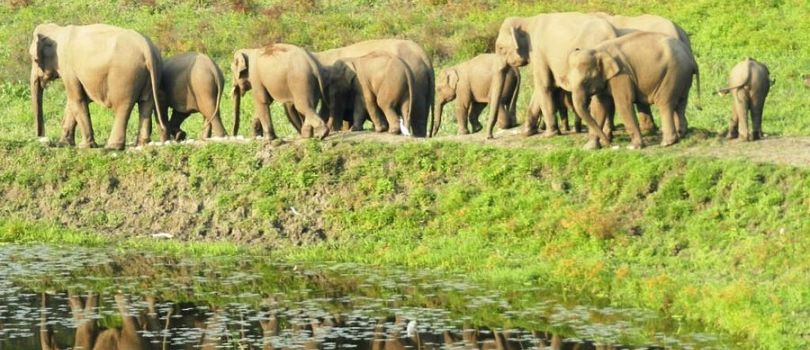 Chapramari Wildlife Sanctuary