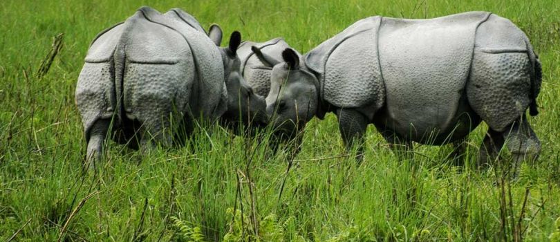 Dooars 4 Days - 3 Nights Tour
