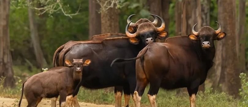Ralamandal Wildlife Sanctuary