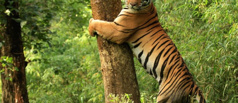 Kanha Tiger Reserve