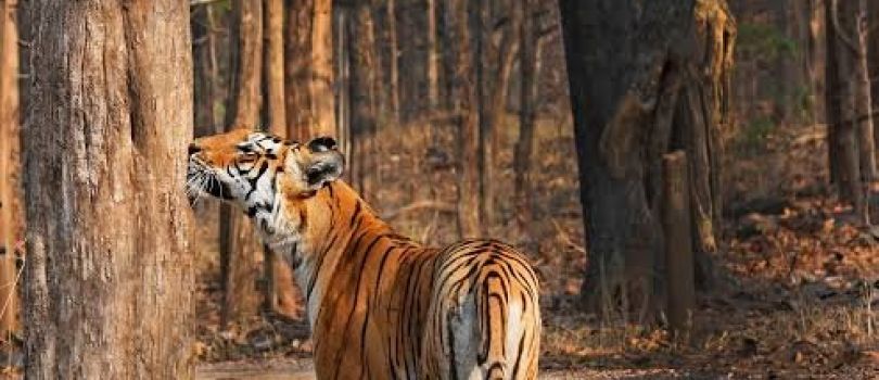 Top Tourist Places To Visit in Chhindwara
