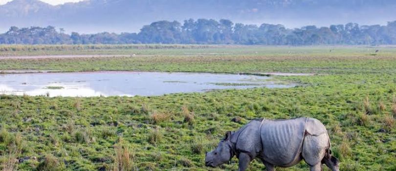 Kaziranga National Park